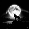 alonewolfnz