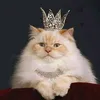 tomcatsintiaras