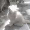 .apin4ik