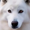 lion_4755