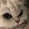 cattochonks