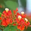 flamboyan.ariyant22