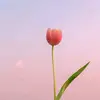 agfmc_