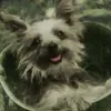 doogsday