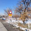 loserosebud