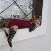 catstrambiqueiras