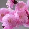 rosealsamarray