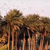ayat123f