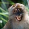 happy_monkey2