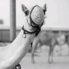 nasser_almarri991