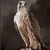 hvhgvn