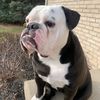 remythebulldogge