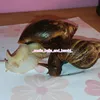 _snails_bella_and_bambi_
