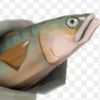 fish.sigma.1838