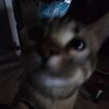 originalkittycultleader
