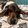 basset_hound_mom