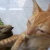 banamkhongtam5639417
