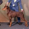 dobermansheru