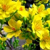 thanhkim6871