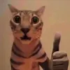 cat123_like
