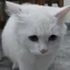 ko_ban_oi