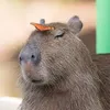 lovecapybaras.x