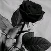 mawarhitam1601