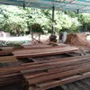 storkayubatu7