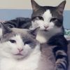 illumeowty