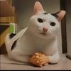 cats.sieen805