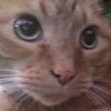 mojicat_
