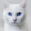 lemancat