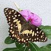 Loveplusnature