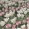 farah_2155