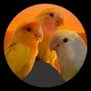 kevink201o