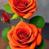 mervat.fathy95
