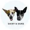 daisyanddukee