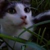 coolcat2721