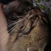 cat_chiqi