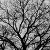 darkling.moon