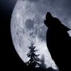 .twinwolf