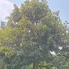 bamap_nnv