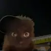 stopannoyingmimi