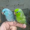 parrotsbrooder
