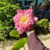 thu160792tran