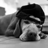 milliepaterson3