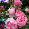 bungarose9353