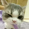 phng.ca.doogem