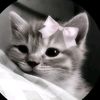 ehsan___79