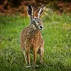 fallhare